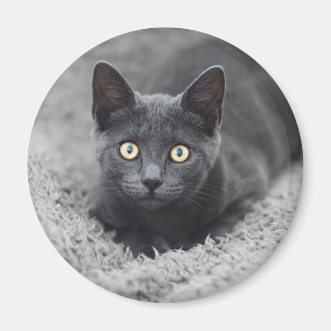 Cutest Baby djur | Grått Cat Magnet (Framsidan)