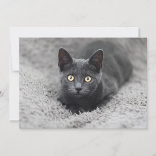 Cutest Baby djur Grått Cat Tack Kort