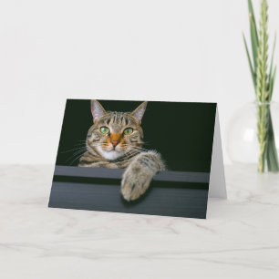Cutest Baby djur GRÅTT TABBY KATT ANSIKTE Kort