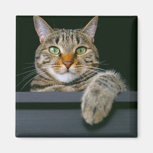 Cutest Baby djur GRÅTT TABBY KATT ANSIKTE Magnet