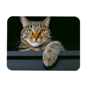 Cutest Baby djur GRÅTT TABBY KATT ANSIKTE Magnet