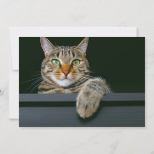 Cutest Baby djur GRÅTT TABBY KATT ANSIKTE Tack Kort