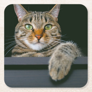 Cutest Baby djur   GRÅTT TABBY KATT ANSIKTE Underlägg Papper Kvadrat