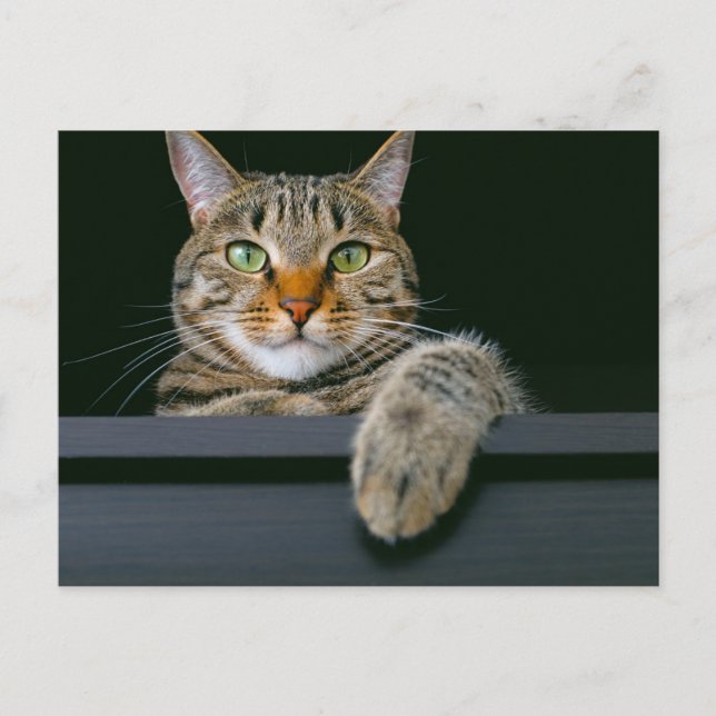 Cutest Baby djur | GRÅTT TABBY KATT ANSIKTE Vykort (Framsida)