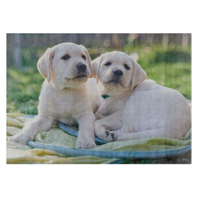 Cutest Baby djur | Gult Labrador Retrivers (Framsidan)