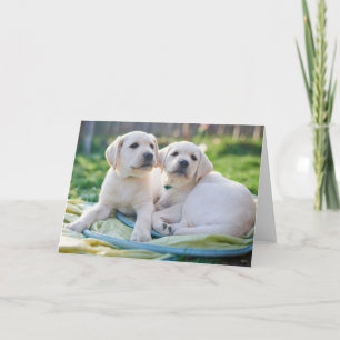 Cutest Baby djur Gult Labrador Retrivers Kort