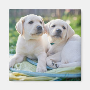 Cutest Baby djur Gult Labrador Retrivers Magnet