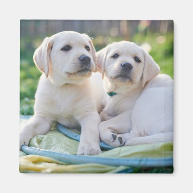 Cutest Baby djur | Gult Labrador Retrivers Magnet (Framsidan)