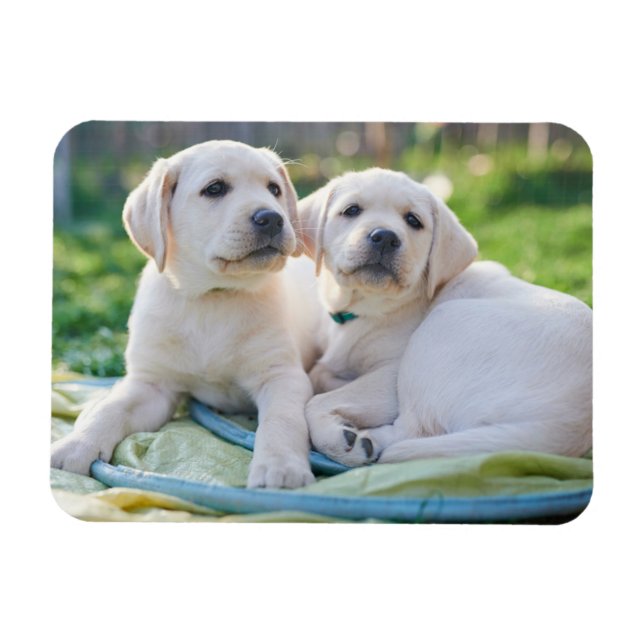 Cutest Baby djur | Gult Labrador Retrivers Magnet (Horisontell)