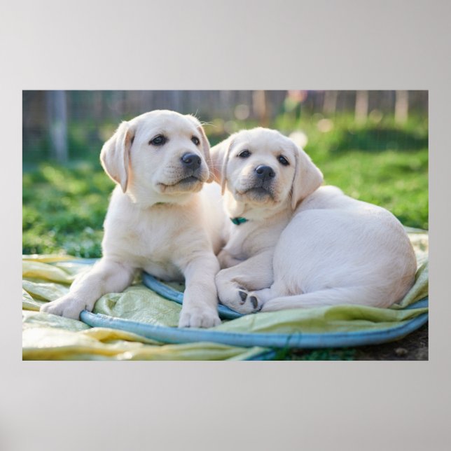 Cutest Baby djur | Gult Labrador Retrivers Poster (Framsidan)