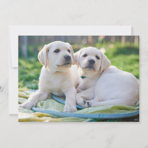 Cutest Baby djur Gult Labrador Retrivers Tack Kort