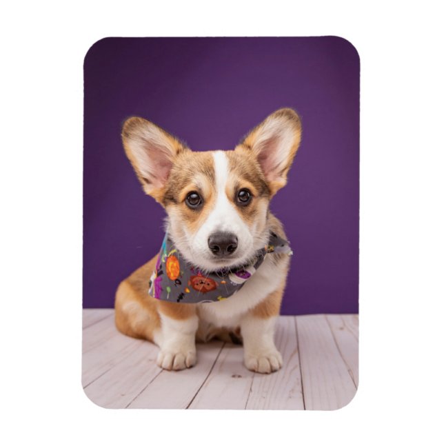Cutest Baby djur | Halloween Corgi Magnet (Vertikal)