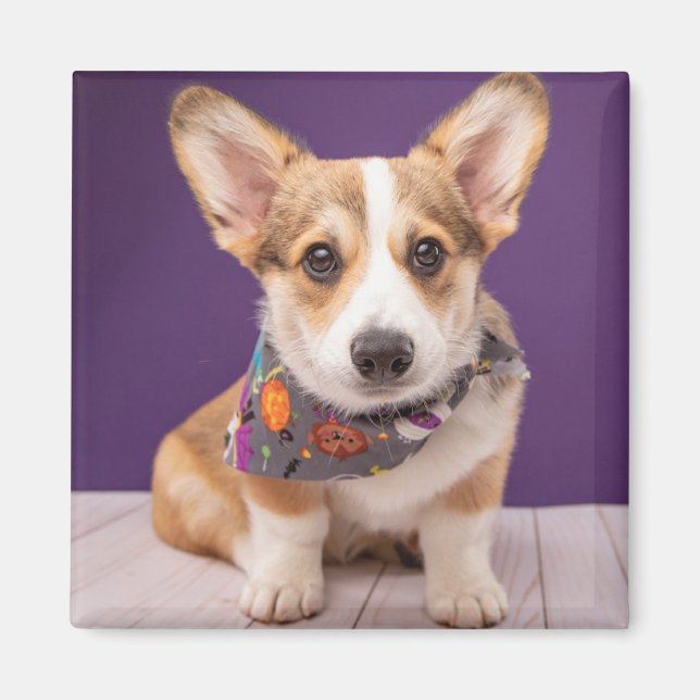 Cutest Baby djur | Halloween Corgi Magnet (Framsidan)