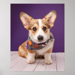 Cutest Baby djur Halloween Corgi Poster