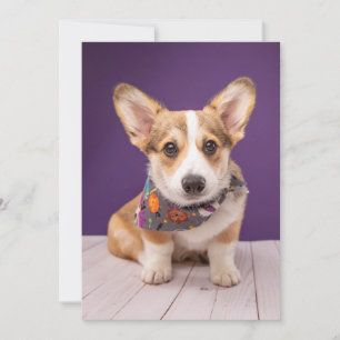 Cutest Baby djur Halloween Corgi Tack Kort