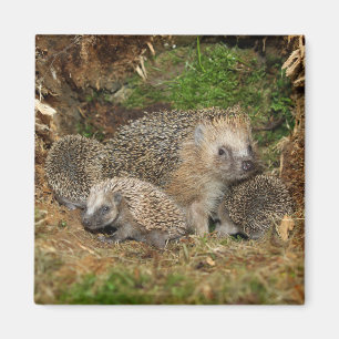 Cutest Baby djur Hedgehog Family Magnet