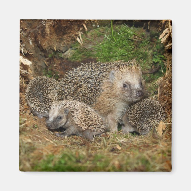 Cutest Baby djur | Hedgehog Family Magnet (Framsidan)