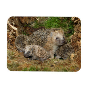 Cutest Baby djur Hedgehog Family Magnet