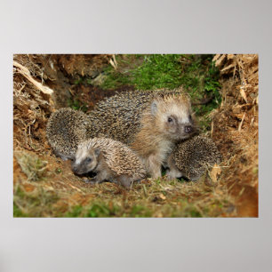 Cutest Baby djur Hedgehog Family Poster