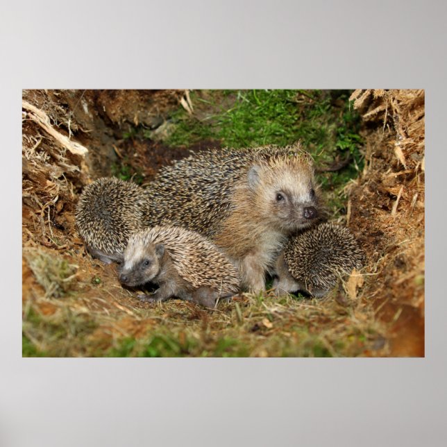Cutest Baby djur | Hedgehog Family Poster (Framsidan)