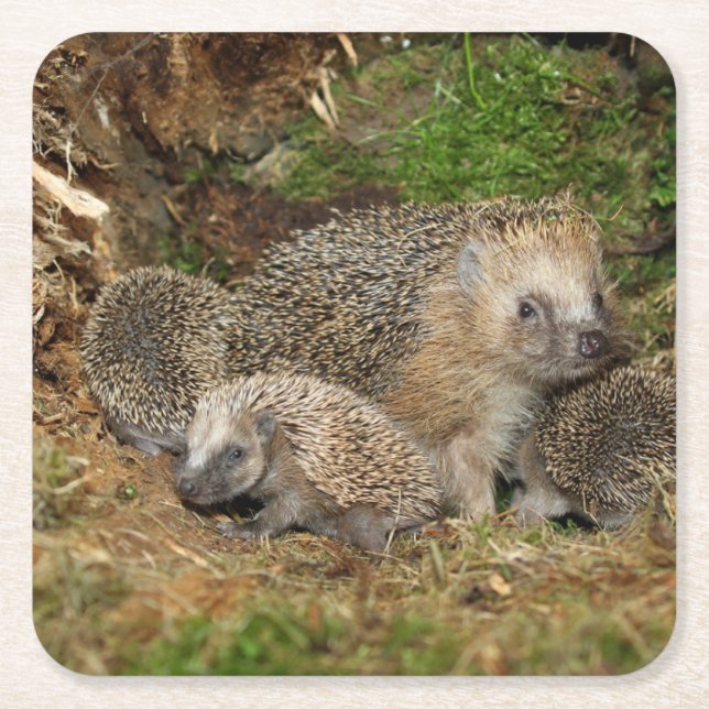 Cutest Baby djur | Hedgehog Family Underlägg Papper Kvadrat (Framsidan)