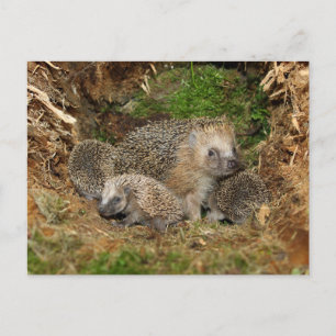 Cutest Baby djur Hedgehog Family Vykort