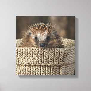 Cutest Baby djur   Hedgehog i Basket Canvastryck