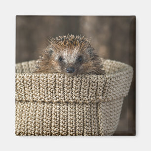 Cutest Baby djur Hedgehog i Basket Magnet