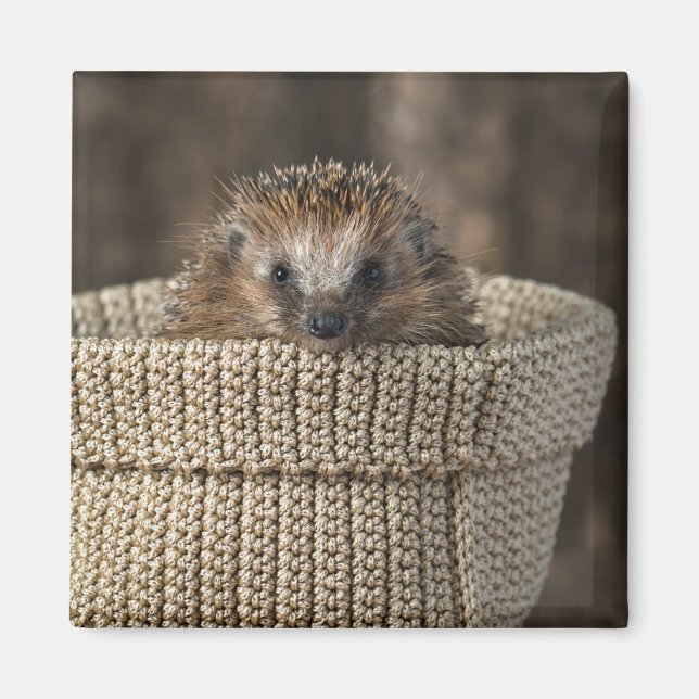 Cutest Baby djur | Hedgehog i Basket Magnet (Framsidan)