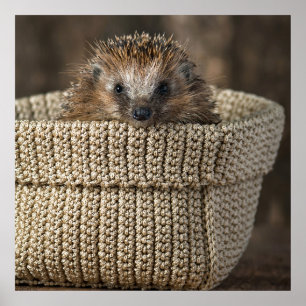 Cutest Baby djur Hedgehog i Basket Poster