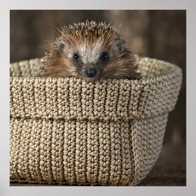 Cutest Baby djur | Hedgehog i Basket Poster (Framsidan)