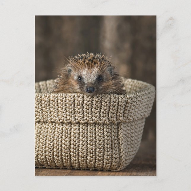 Cutest Baby djur | Hedgehog i Basket Vykort (Framsida)