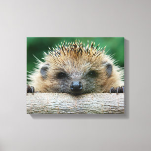Cutest Baby djur Hedgehog Smile Canvastryck