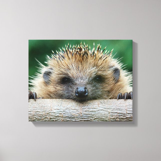 Cutest Baby djur | Hedgehog Smile Canvastryck (Framsida)