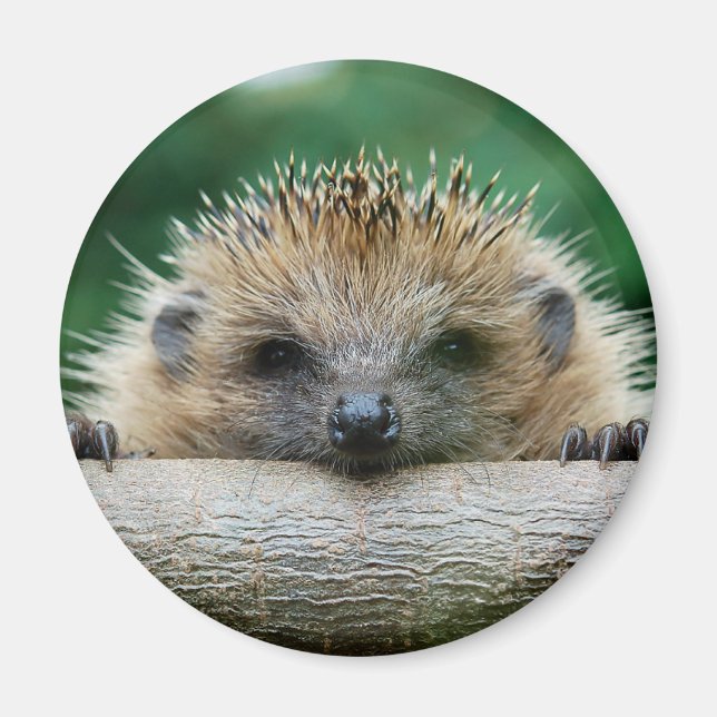 Cutest Baby djur | Hedgehog Smile Magnet (Framsidan)