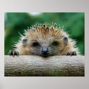 Cutest Baby djur Hedgehog Smile Poster