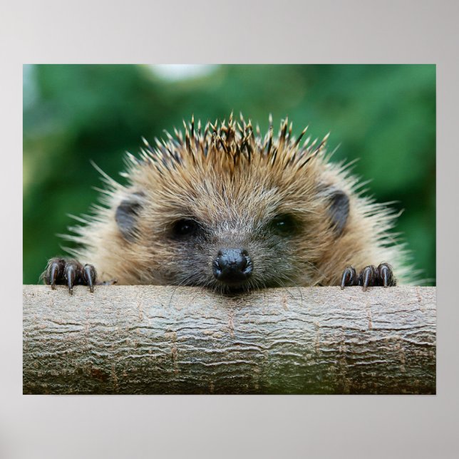 Cutest Baby djur | Hedgehog Smile Poster (Framsidan)