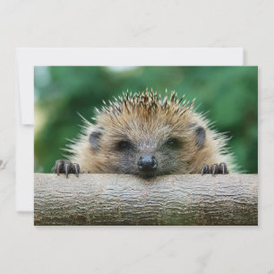 Cutest Baby djur Hedgehog Smile Tack Kort