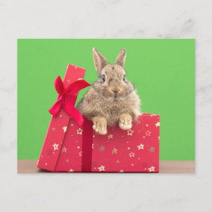 Cutest Baby djur Helgdag Bunny Vykort