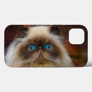 Cutest Baby djur Himalayan Cat