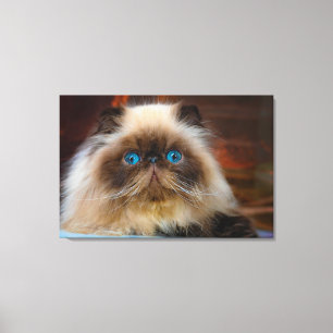 Cutest Baby djur Himalayan Cat Canvastryck
