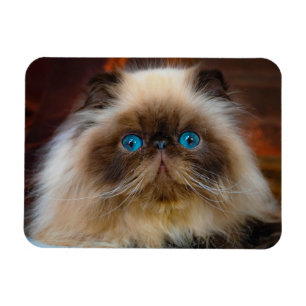 Cutest Baby djur Himalayan Cat Magnet