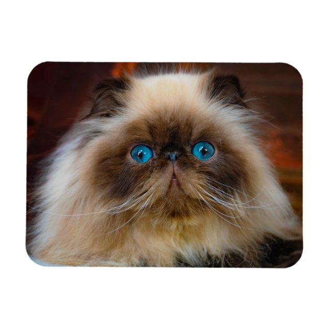 Cutest Baby djur | Himalayan Cat Magnet (Horisontell)