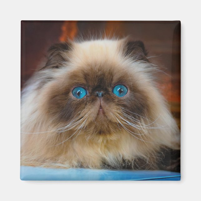 Cutest Baby djur | Himalayan Cat Magnet (Framsidan)