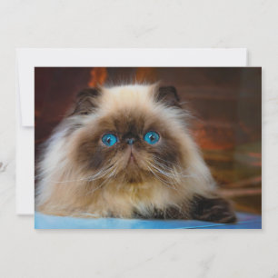 Cutest Baby djur Himalayan Cat Tack Kort