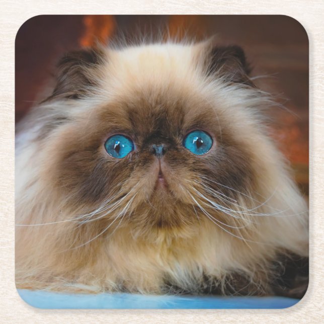 Cutest Baby djur | Himalayan Cat Underlägg Papper Kvadrat (Framsidan)