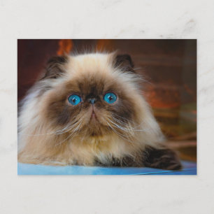 Cutest Baby djur   Himalayan Cat Vykort