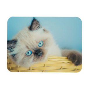 Cutest Baby djur Himalayan-sälspat Magnet