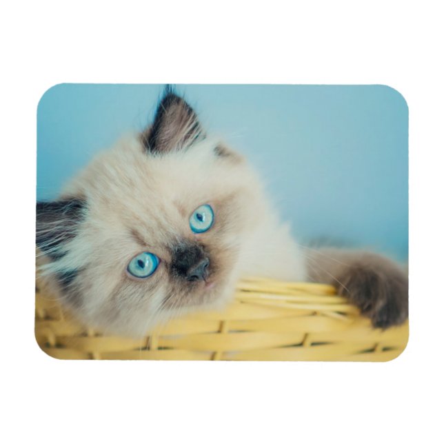 Cutest Baby djur | Himalayan-sälspat Magnet (Horisontell)