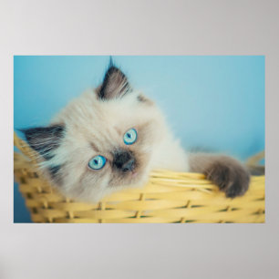 Cutest Baby djur Himalayan-sälspat Poster